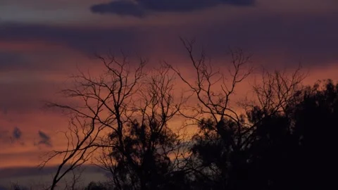 View of silhouetted trees, Algeria. Video stock 339915404