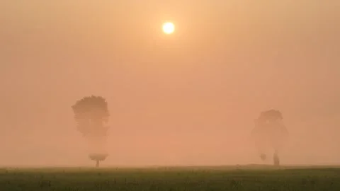 View of silhouetted trees in a misty sunrise, Bangladesh. Vídeo Stock 335615422