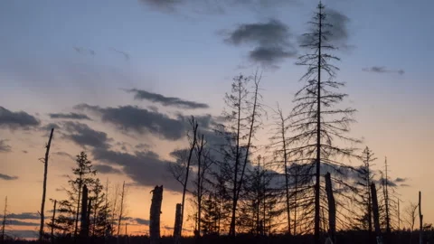 View of silhouetted Trees at Sunset Stock Footage 323792294