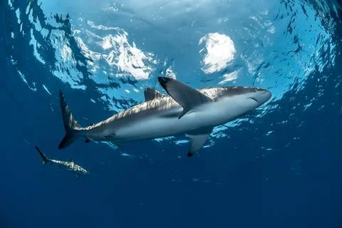 View of a silky shark from bellow 스톡 사진
