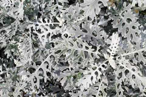 The view on the silver gray leaves of the centaurea growing in the summer gar Stock Photos