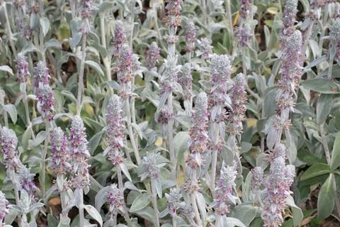 The view on the silver grey buddleja blooming with small pinkish flowers in t Stock Photos