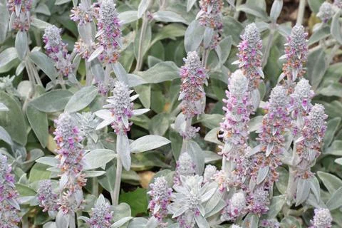 The view on the silver grey buddleja blooming with small pink flowers in the  Stock Photos