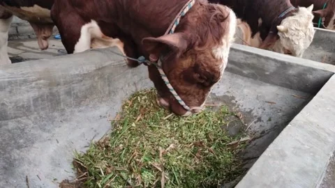 View of Simmental cattle or sapi peranakan eating cut out grass in stable Stockbeeldmateriaal 213727874