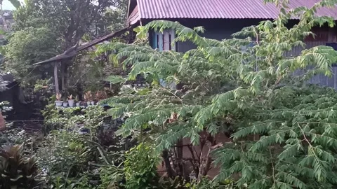 View of a simple house covered in greenery Stock Footage 244884055