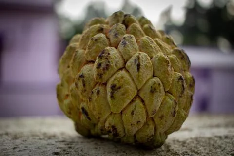 View of single custard apple fruit which is rich in nutrients and minerals. Foto stock