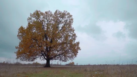 View of single oak tree in the grass field. Stock Footage 119766349