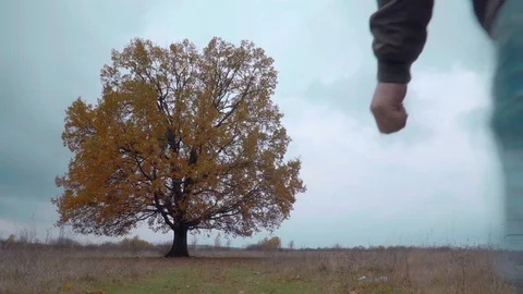 View of single oak tree in the grass field with a man walking pass the camera Stock Footage 119766666