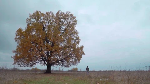 View of single oak tree in the grass field with a man passing the tree and Video stock 119766850