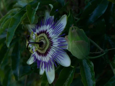 View of single passiflora bloom and bud taken from side Stock Photos