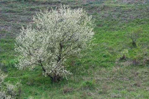 View of single wild plum or cherry tree in bloom in steppe 写真素材