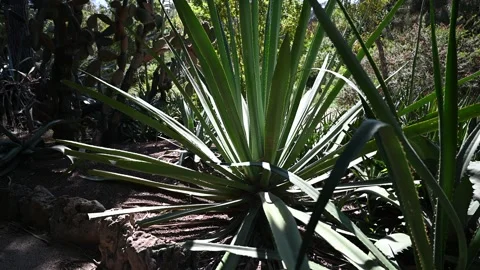 View of sisal-agave Stock Footage 326363227