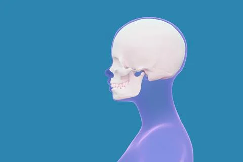 View of the skull in the human head, head scan in profile Stock Illustration