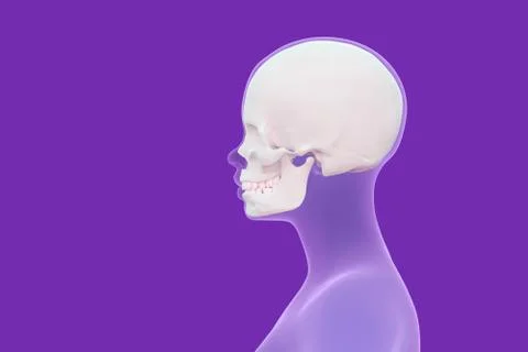 View of the skull in the human head Illustrazione stock