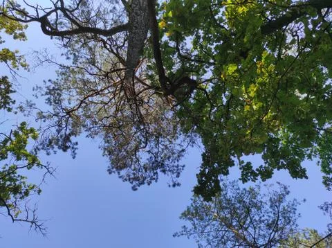 A view of the sky above the trees Foto stock