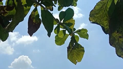 A view of the sky and clouds Stock Footage 239891813