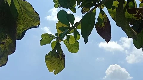 A view of the sky and clouds Stock Footage 239892542