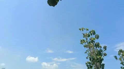 A view of the sky and clouds Stock Footage 239893382