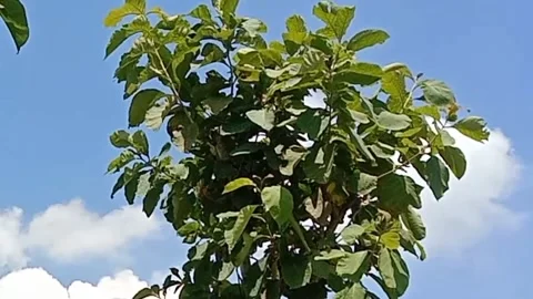 A view of the sky and clouds Stock Footage 239893448