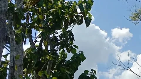 A view of the sky and clouds Video stock 239894175