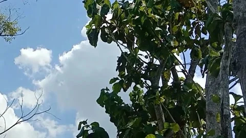 A view of the sky and clouds Stock Footage 239894219