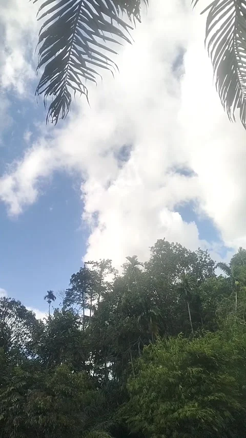 View of the sky and coconut trees around Stock Footage 327798053