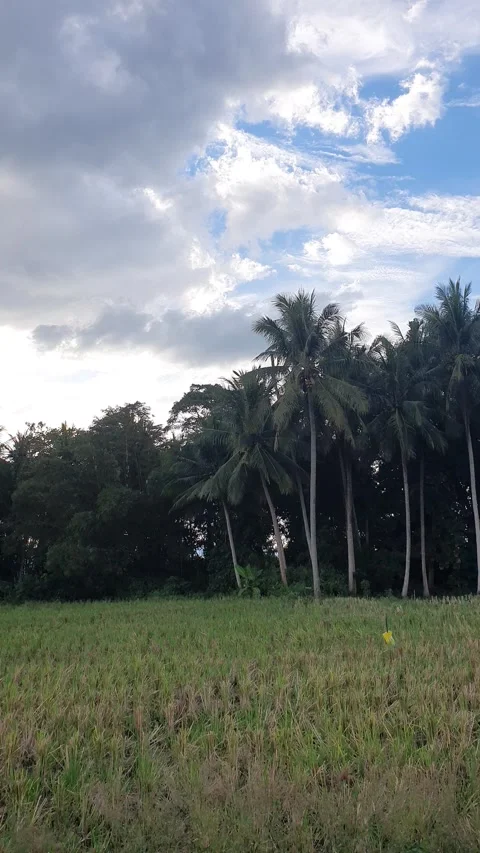 View of the sky and coconut trees 库存影片 332640712