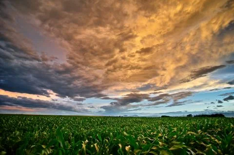 View of the sky and fields in which corn grows Stock Photos