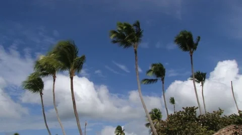 View to the sky and palm trees in La Romana, Dominican Republic. Video stock 58319194