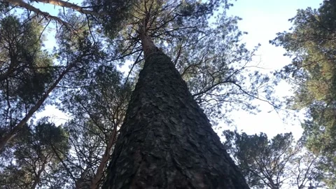 View of the sky around a tree trunk in the forest Stock Footage 140893794