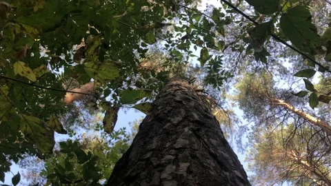View of the sky around a tree trunk in the forest Stock Footage 141920306