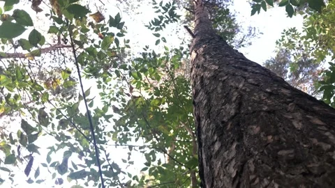 View of the sky around a tree trunk in the forest Stock Footage 141920483