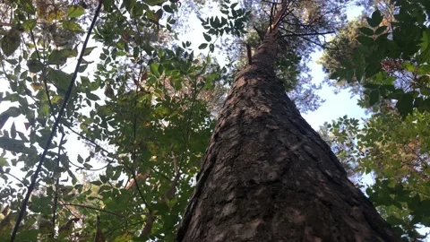 View of the sky around a tree trunk in the forest Stock Footage 141920612