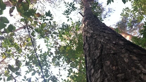 View of the sky around a tree trunk in the forest Stock Footage 142015072