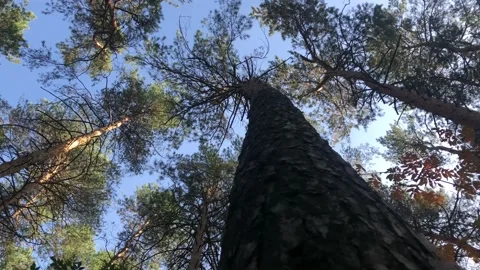 View of the sky around a tree trunk in the forest Stock Footage 142015157