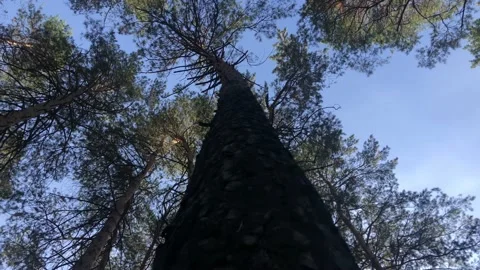 View of the sky around a tree trunk in the forest Stock Footage 142015377