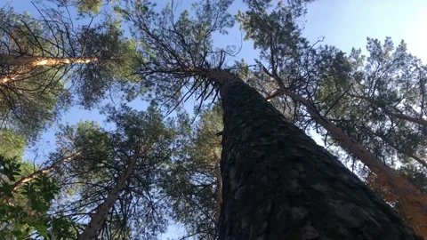 View of the sky around a tree trunk in the forest Stock Footage 142074359