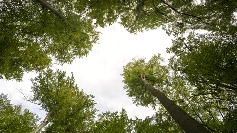 View of the sky in a beech forest. Vidéo 162208126