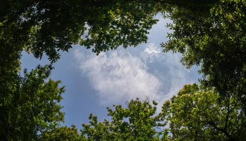 View of the sky between the treetops - blue sky framed by tree branches Stock Photos