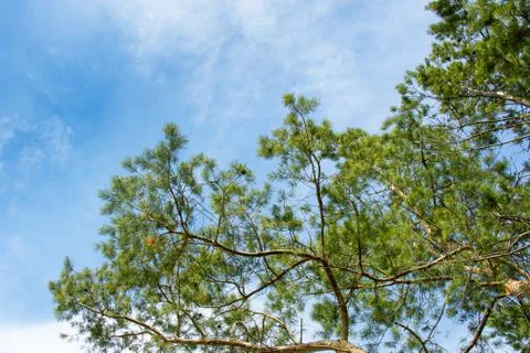 View of the sky from the coniferous forest. Stock Photos