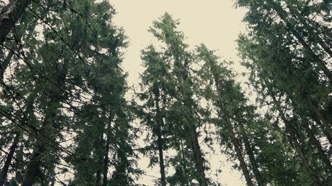 A view on sky in deep green forest with tall spruce trees. Stock Footage 110810475