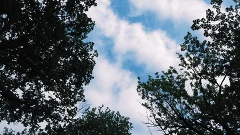 View of the Sky From The Forest and Rotation Video stock 108434224