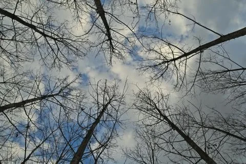 View up on sky in forest during winter time Stock Photos