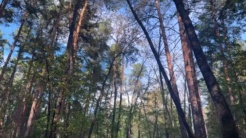 A View of the Sky from the Forest Stock Footage 346487911