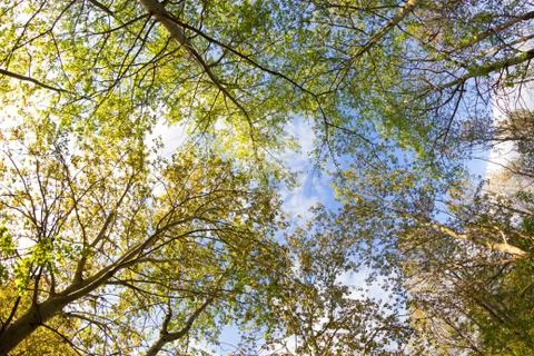View on the sky from forest Stock Photos