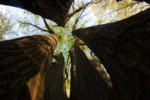 View on the sky from forest Stock Photos