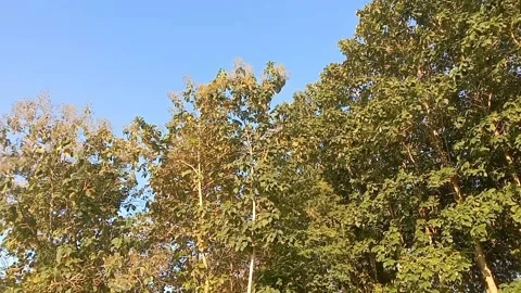 View of the sky full of teak trees in the afternoon Stock Footage 310792762