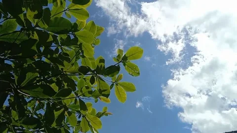 The view of the sky full of white clouds Stock Footage 241059260