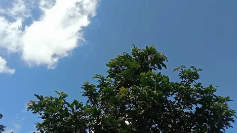 The view of the sky full of white clouds Stock Footage 241059262