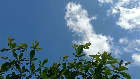 The view of the sky full of white clouds Stock Footage 241059275